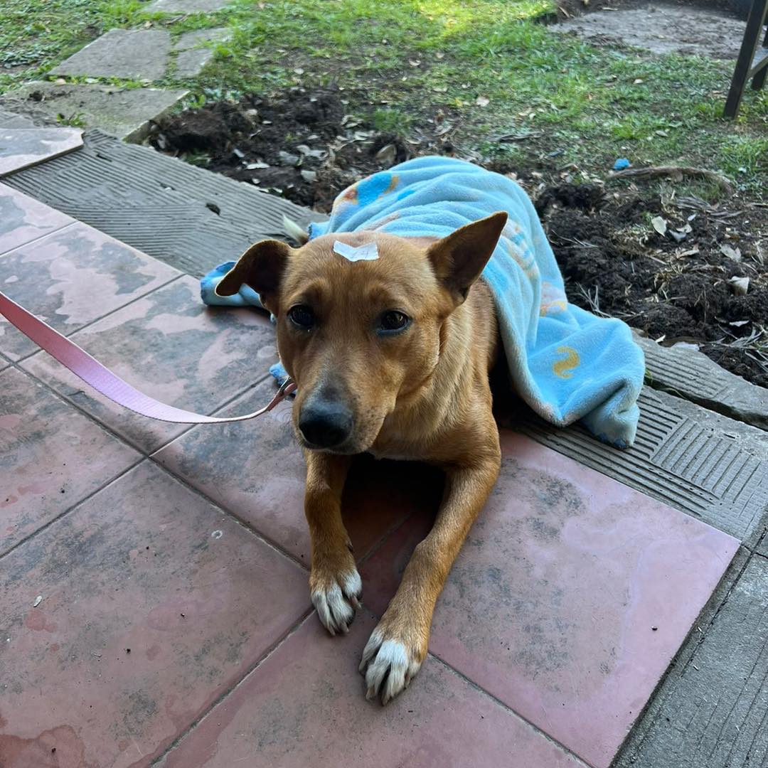 Perro castrado