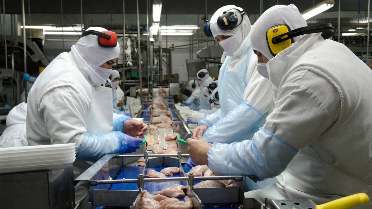 Pollos Industria aves avicola.jpg