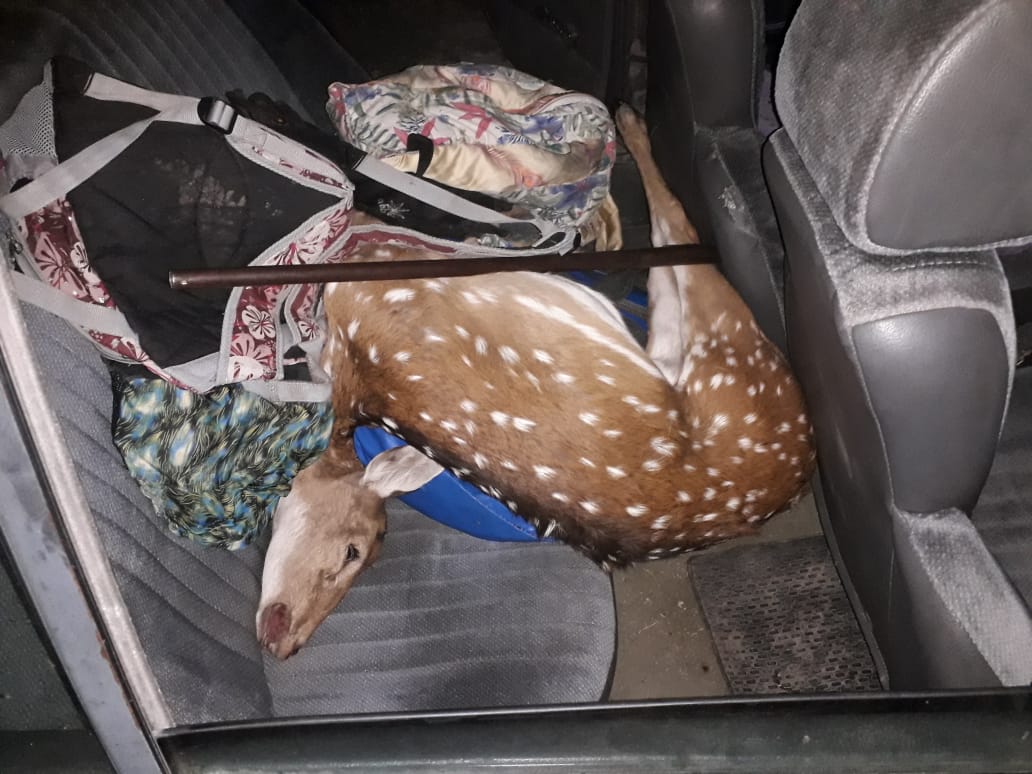 abigeato santa elena auto ciervo