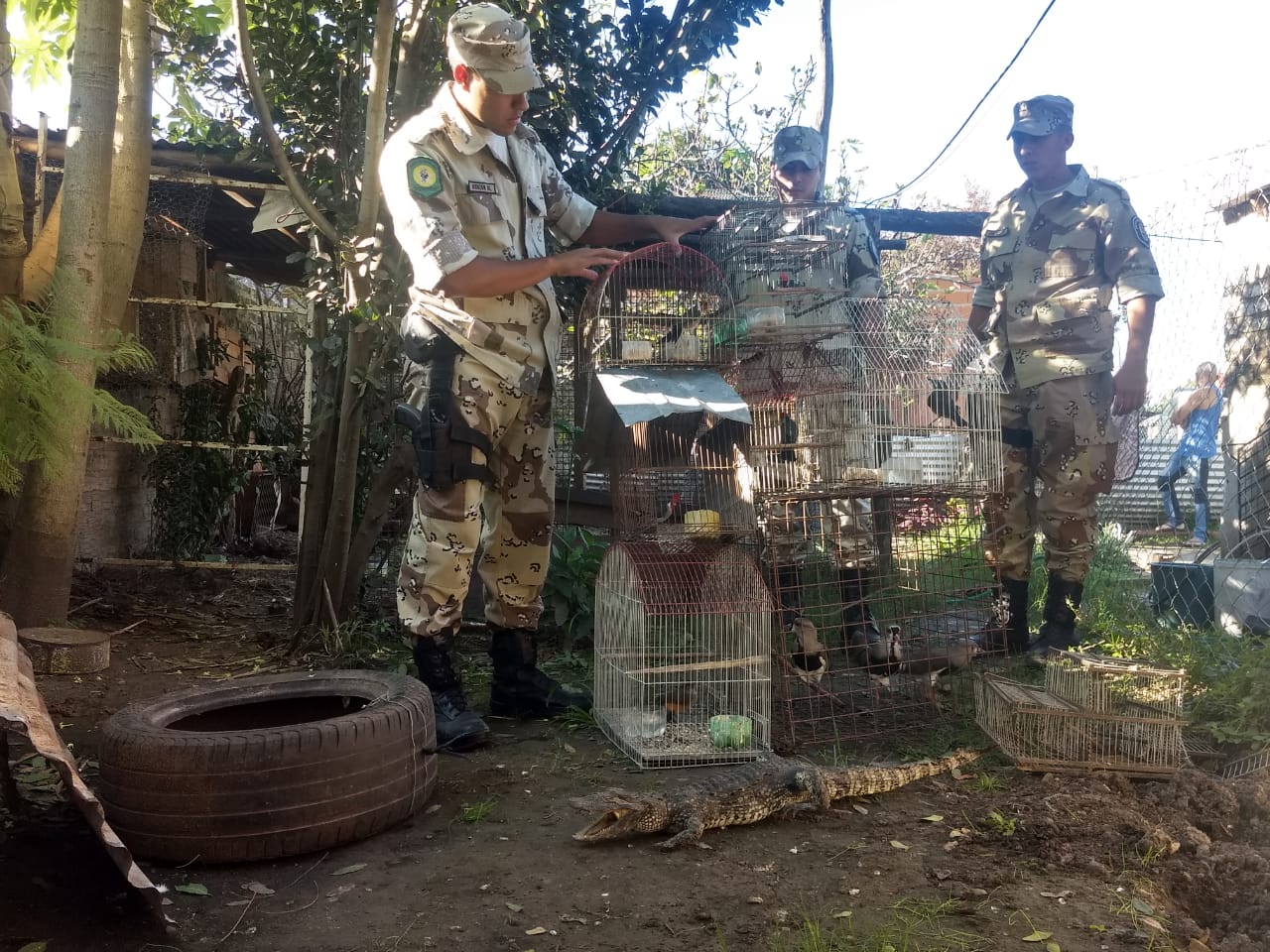 animales secuestrados abigeato la paz santa elena 2