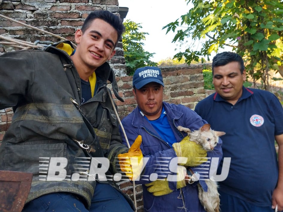 brysu rescate gato
