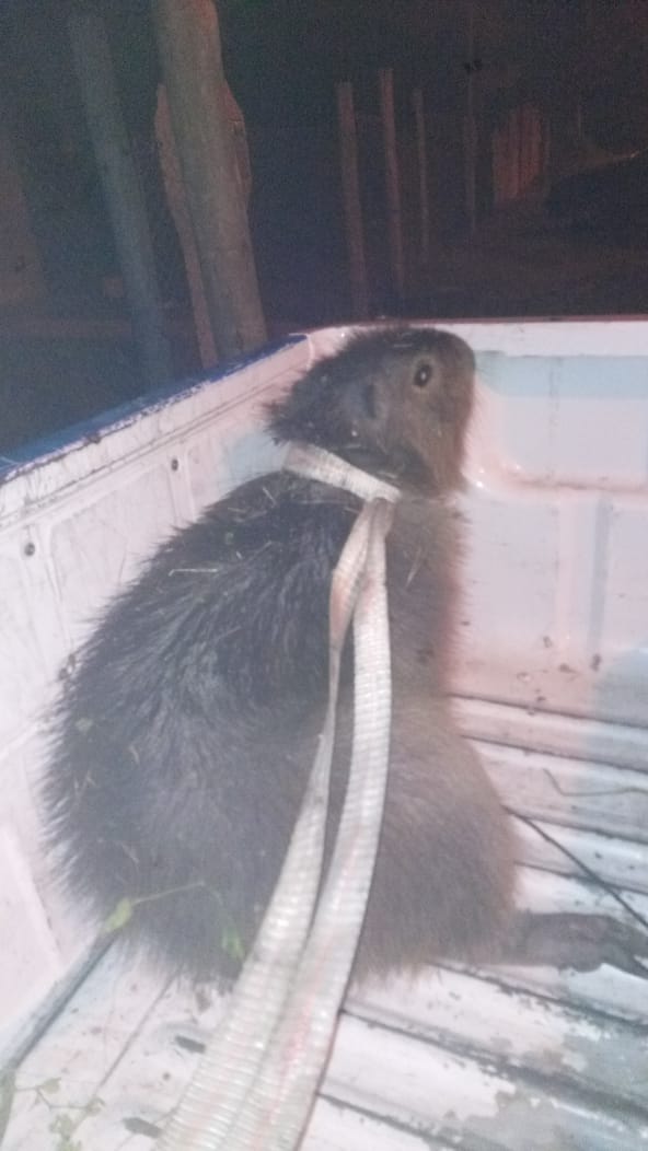 carpincho en cuarentena santa elena