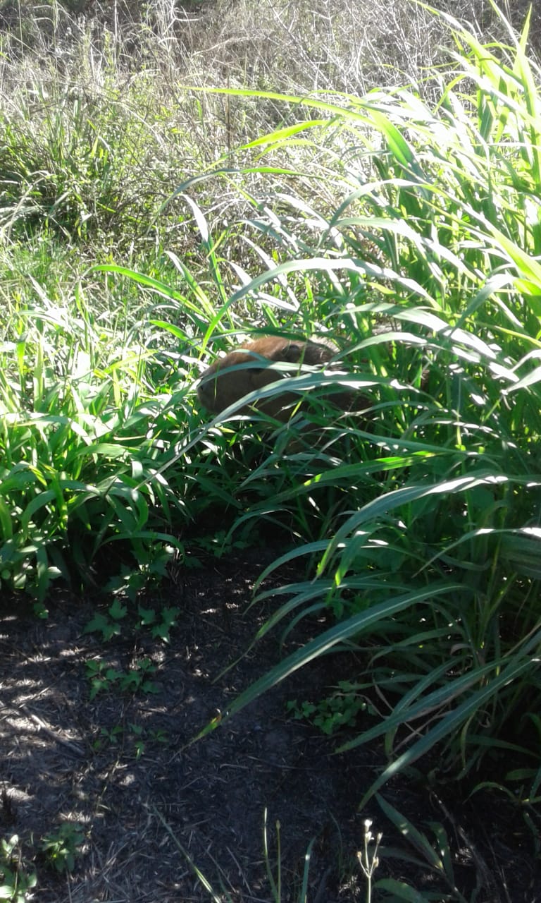 carpncho en cuarentena santa elena 2