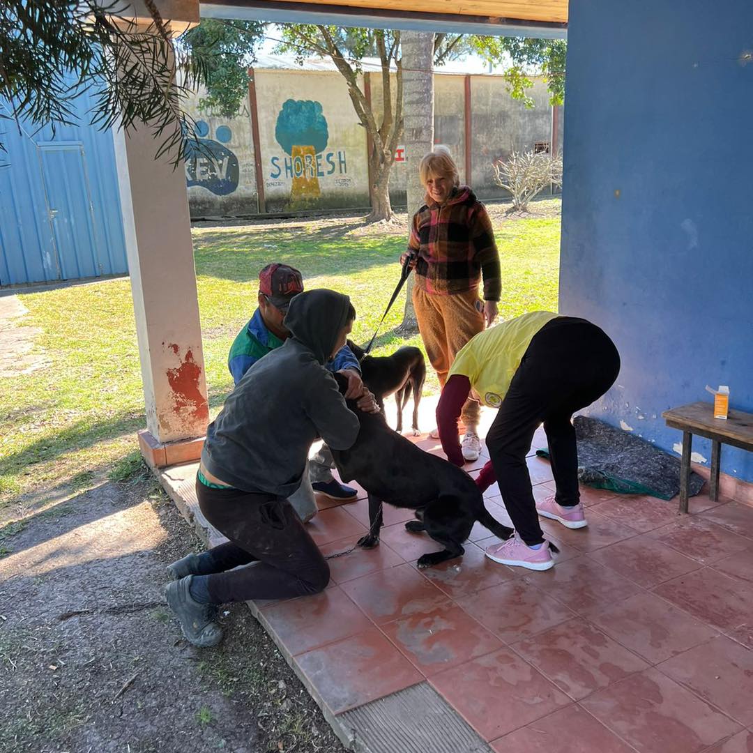 castracion perro Avigdor