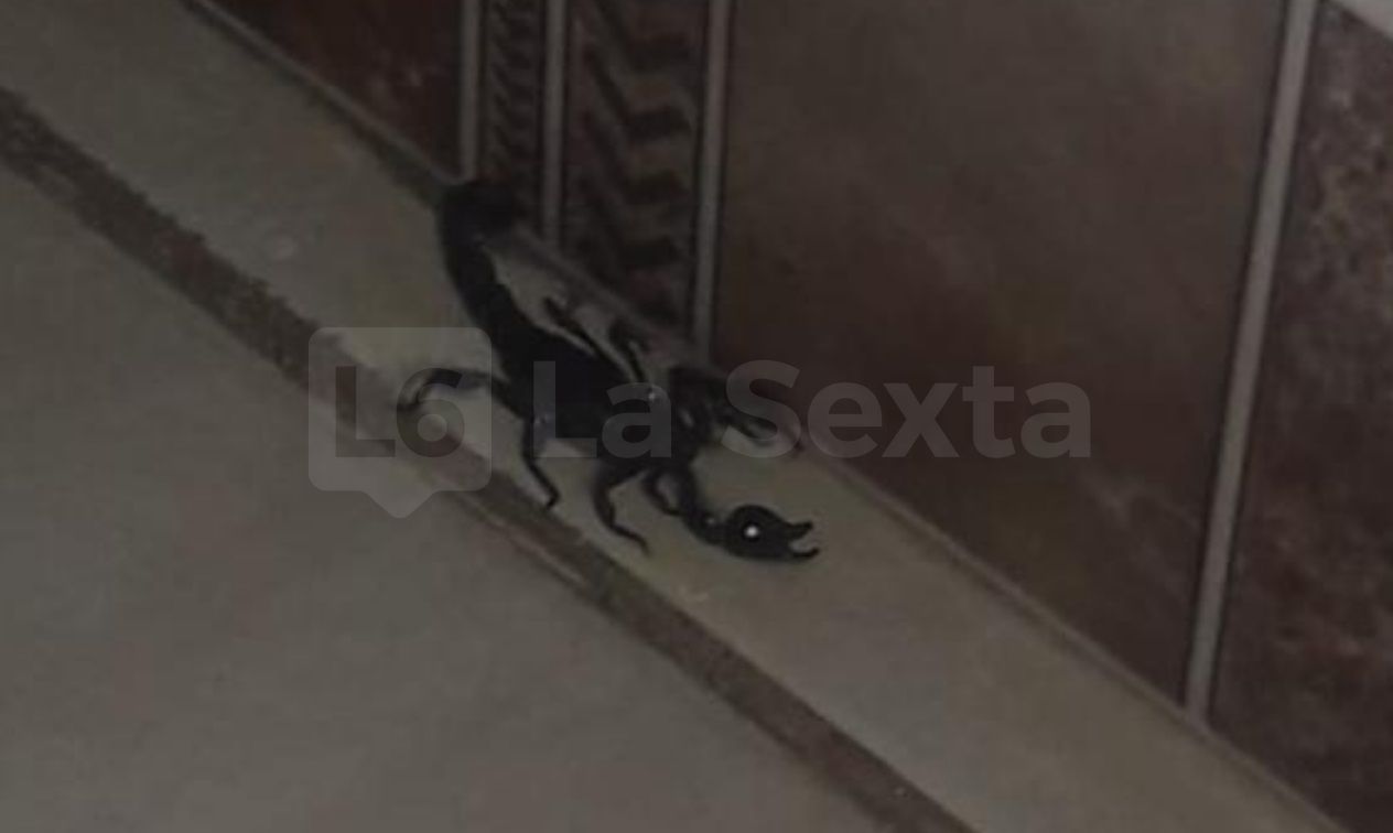 escorpion negro ok result