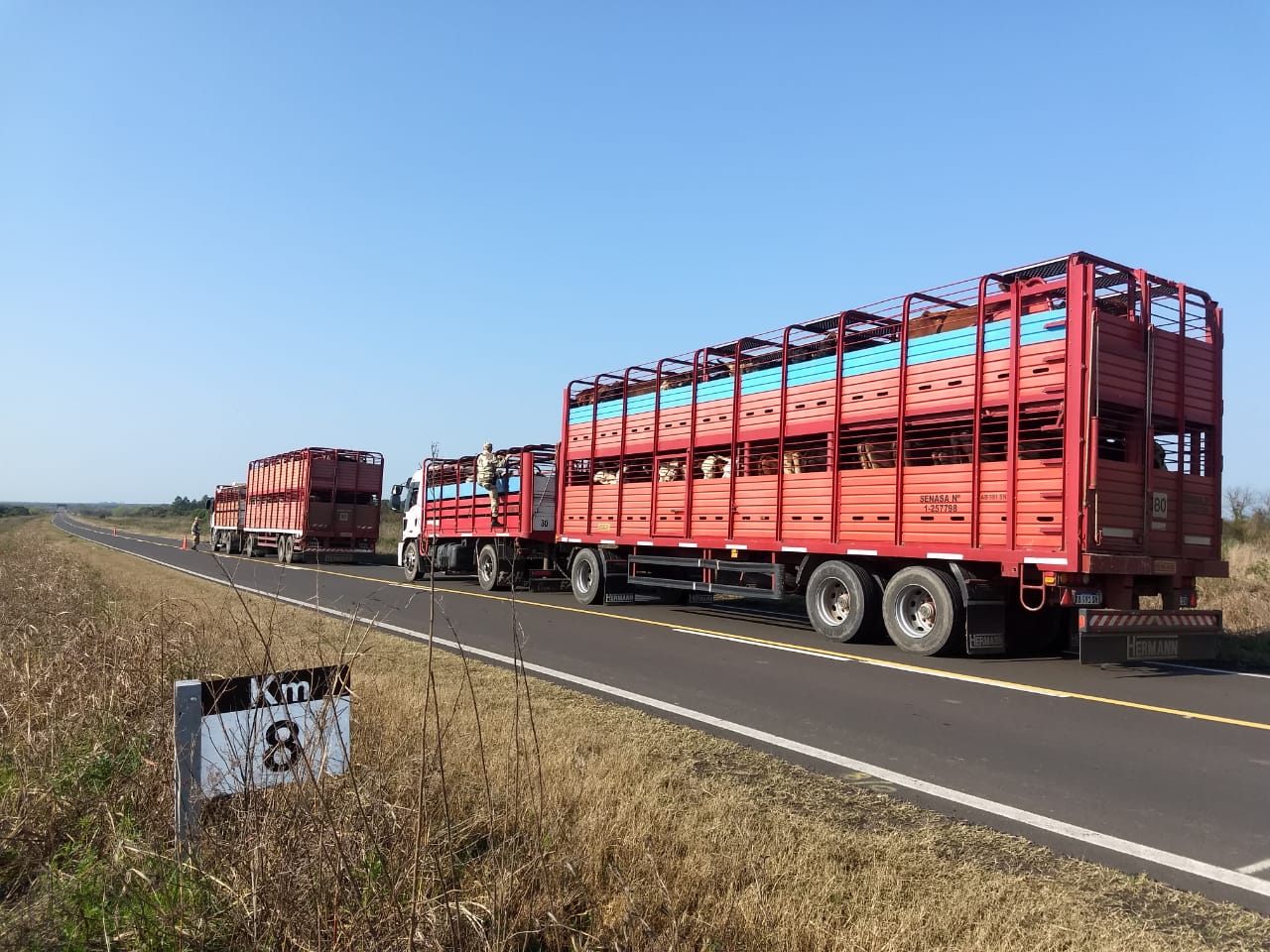 garrapatas abigeato 1