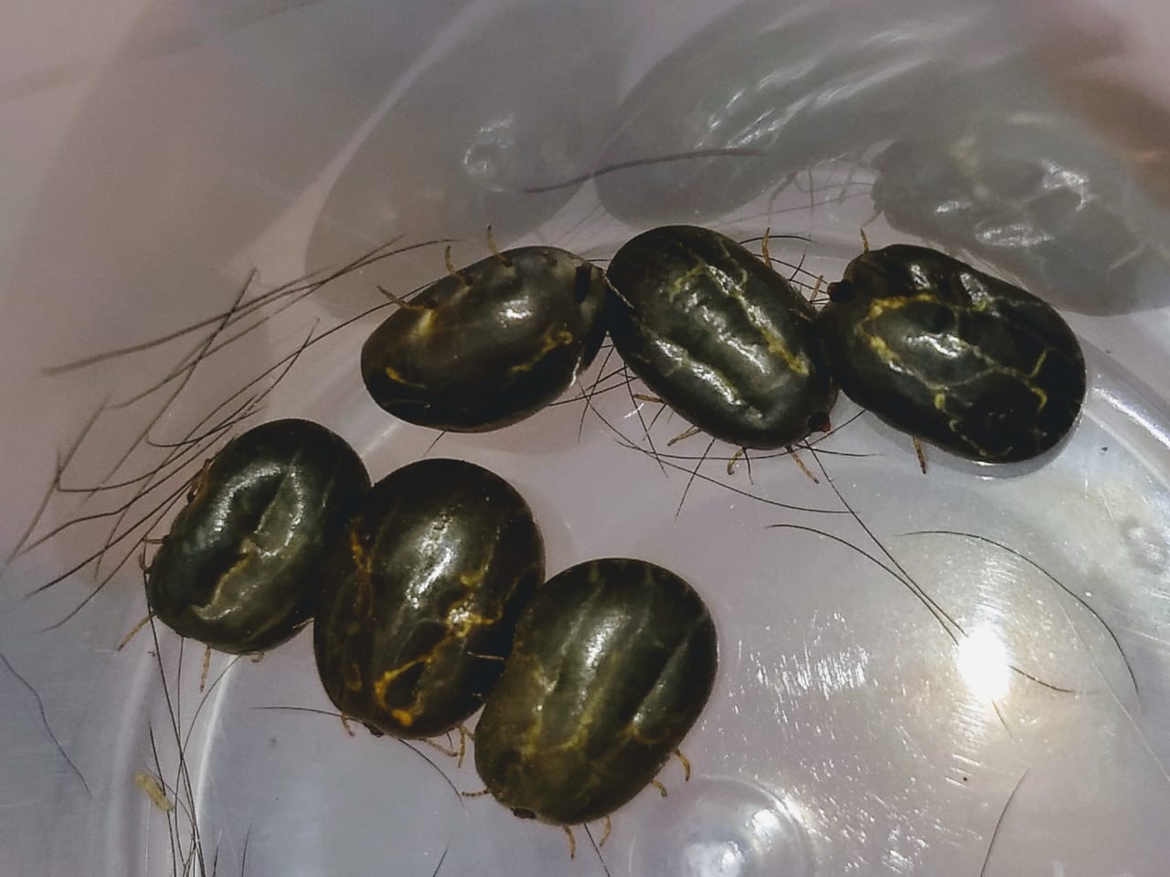 garrapatas abigeato 9