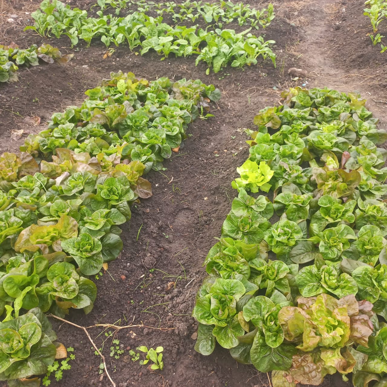 huerta productores la paz