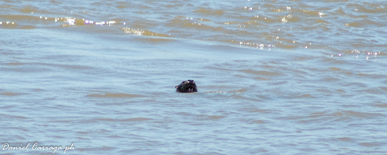 lobito de rio en santa elena 1