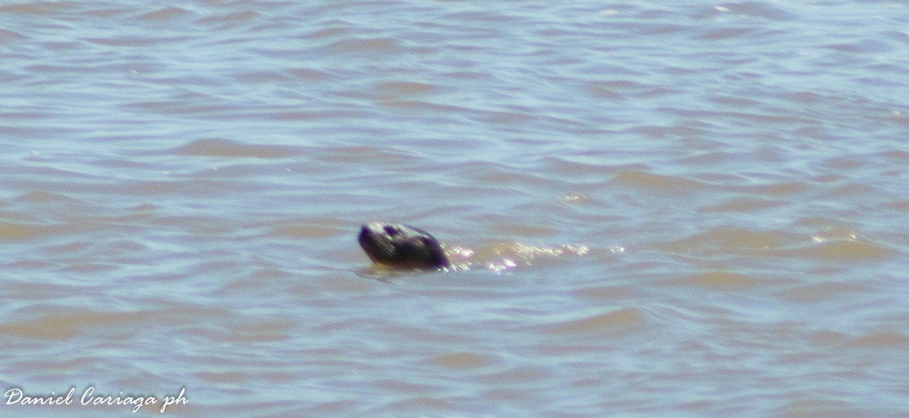 lobito de rio en santa elena 2