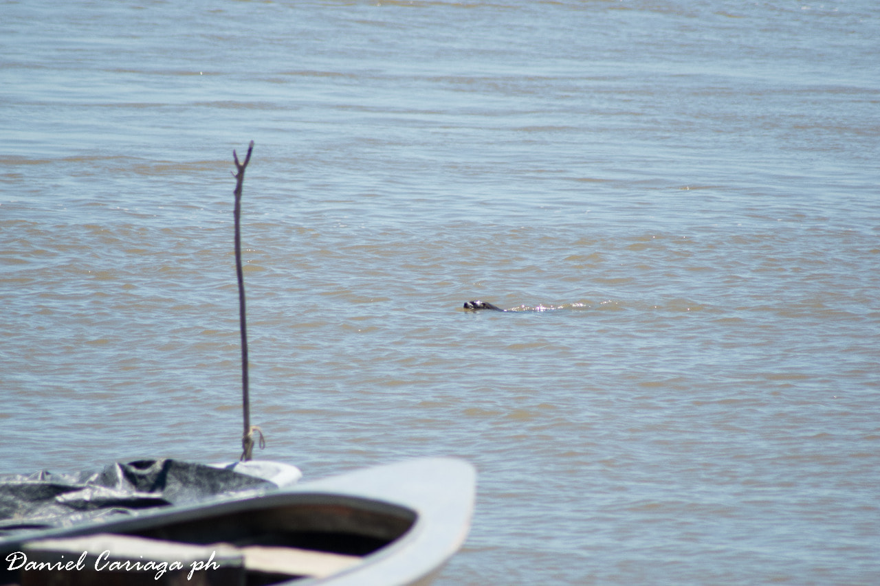 lobito de rio en santa elena 3