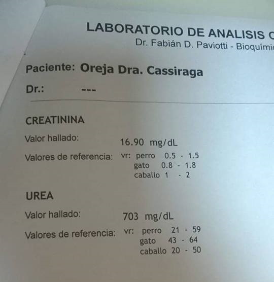 oreja analisis