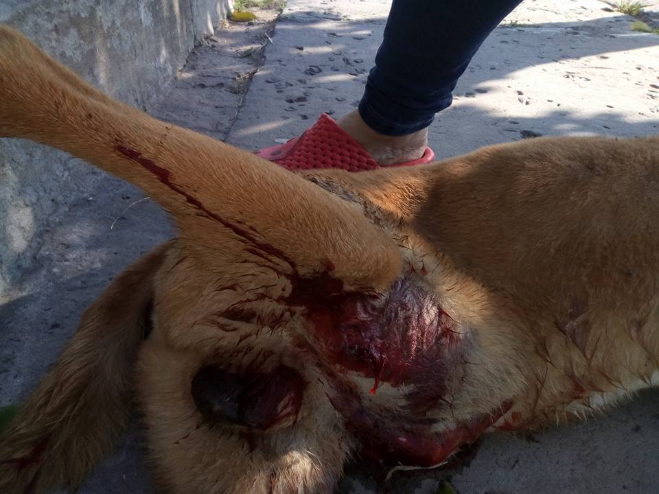 perro apuñalado