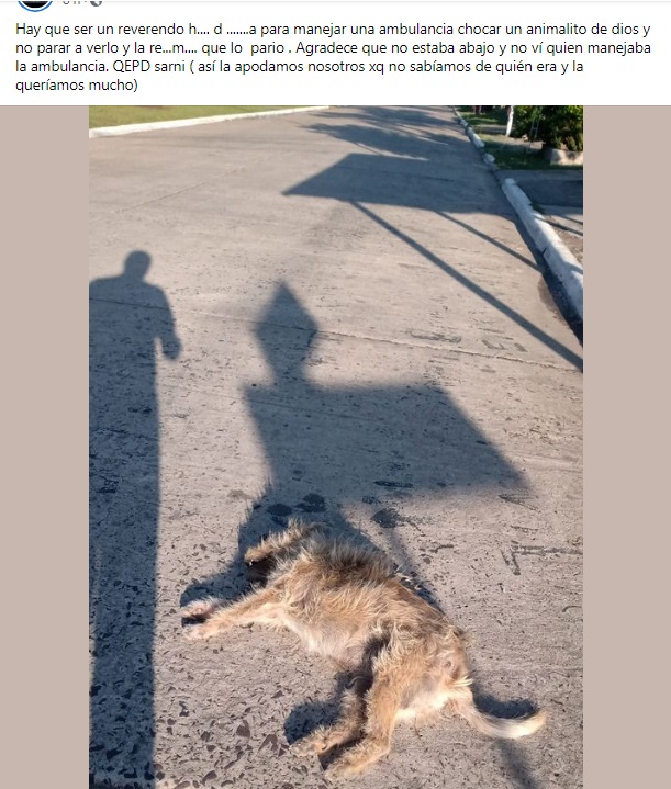 perro atropellado ambulancia santa elena