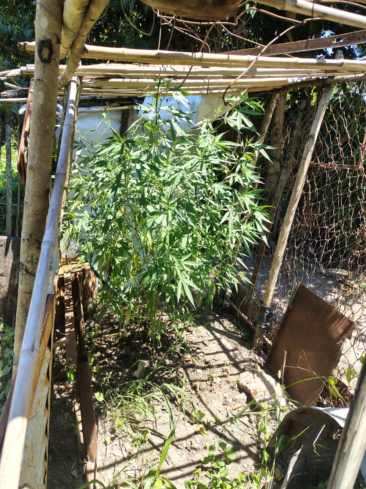 plantacion de marihuana en la paz 2026 2.jpg