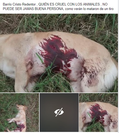 publicación perro muerto