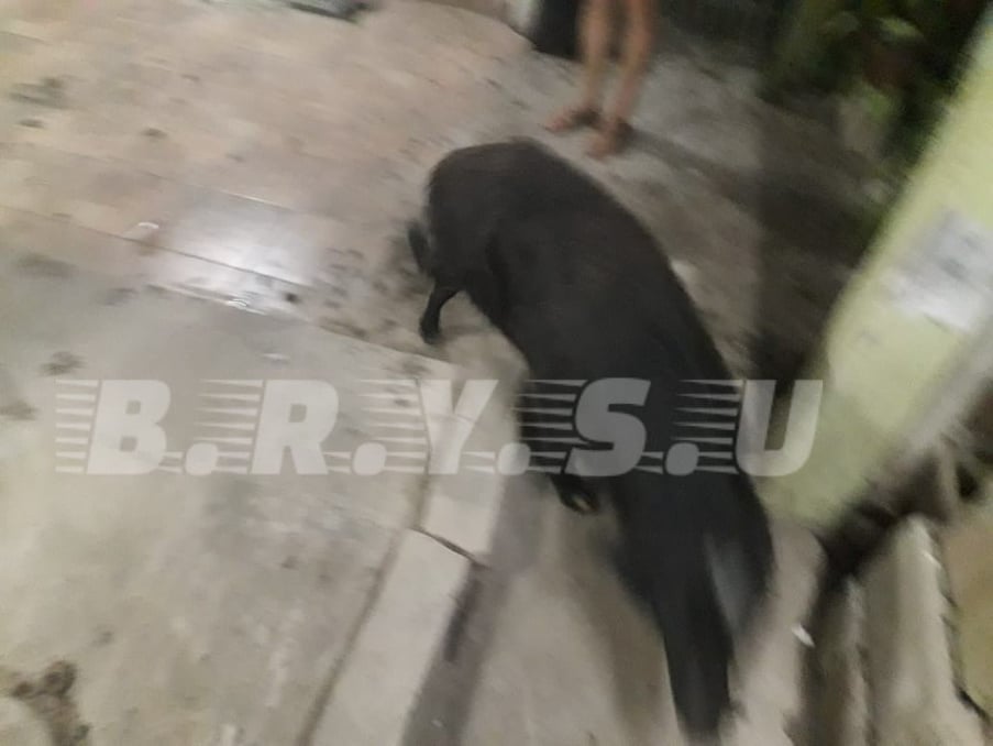 rescate de perro 2