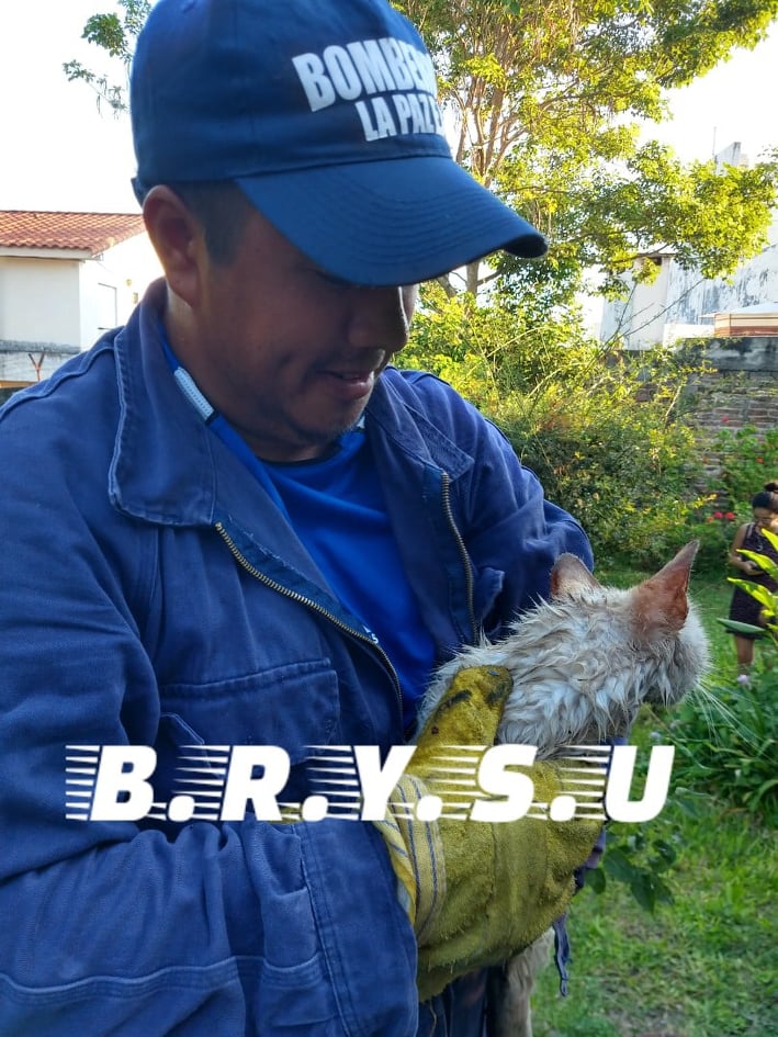 rescate gato brysun 3