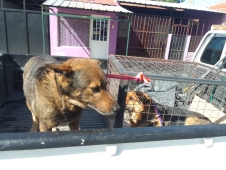 Santa Elena: el fiscal ordenó devolver tres perros al hombre denunciado por golpearlos