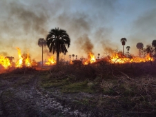 Federal: Provincia intervino ante denuncias por desmontes y quemas en la Selva de Montiel