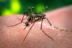Entre Ríos registró menos de mil casos de dengue