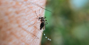 El departamento La Paz registró sólo seis casos nuevos de dengue