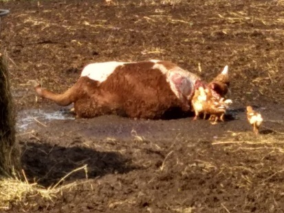 vaca carneada abigeato cuatreros ganado