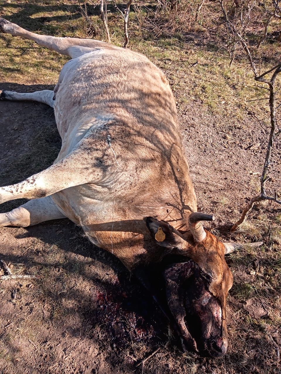 vaca mutilada 3 bovril.jpg