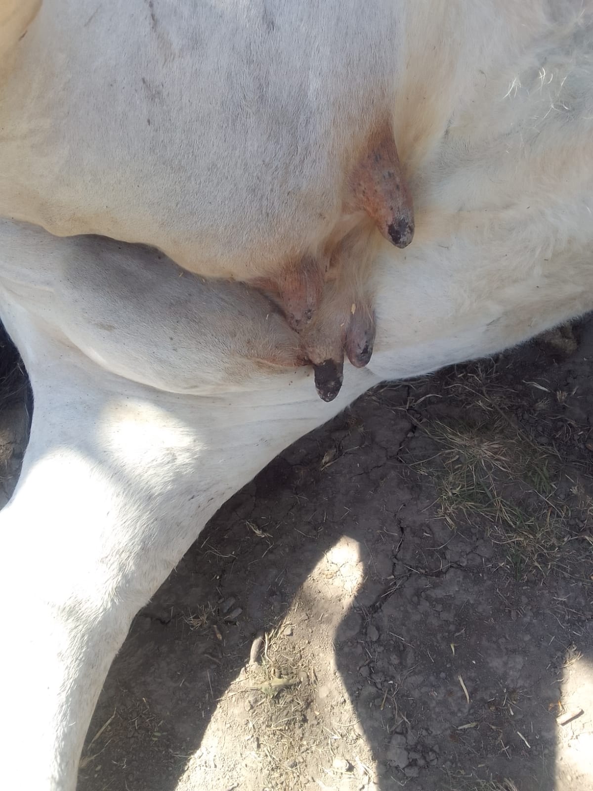 vaca mutilada 5 bovril.jpg