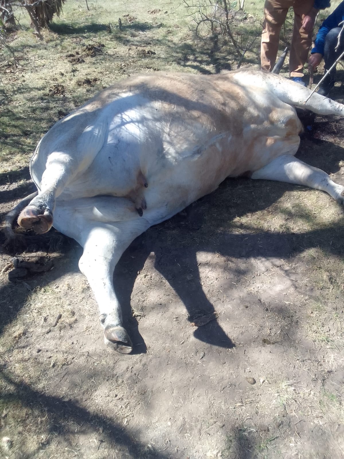 vaca mutilada 6 bovril.jpg